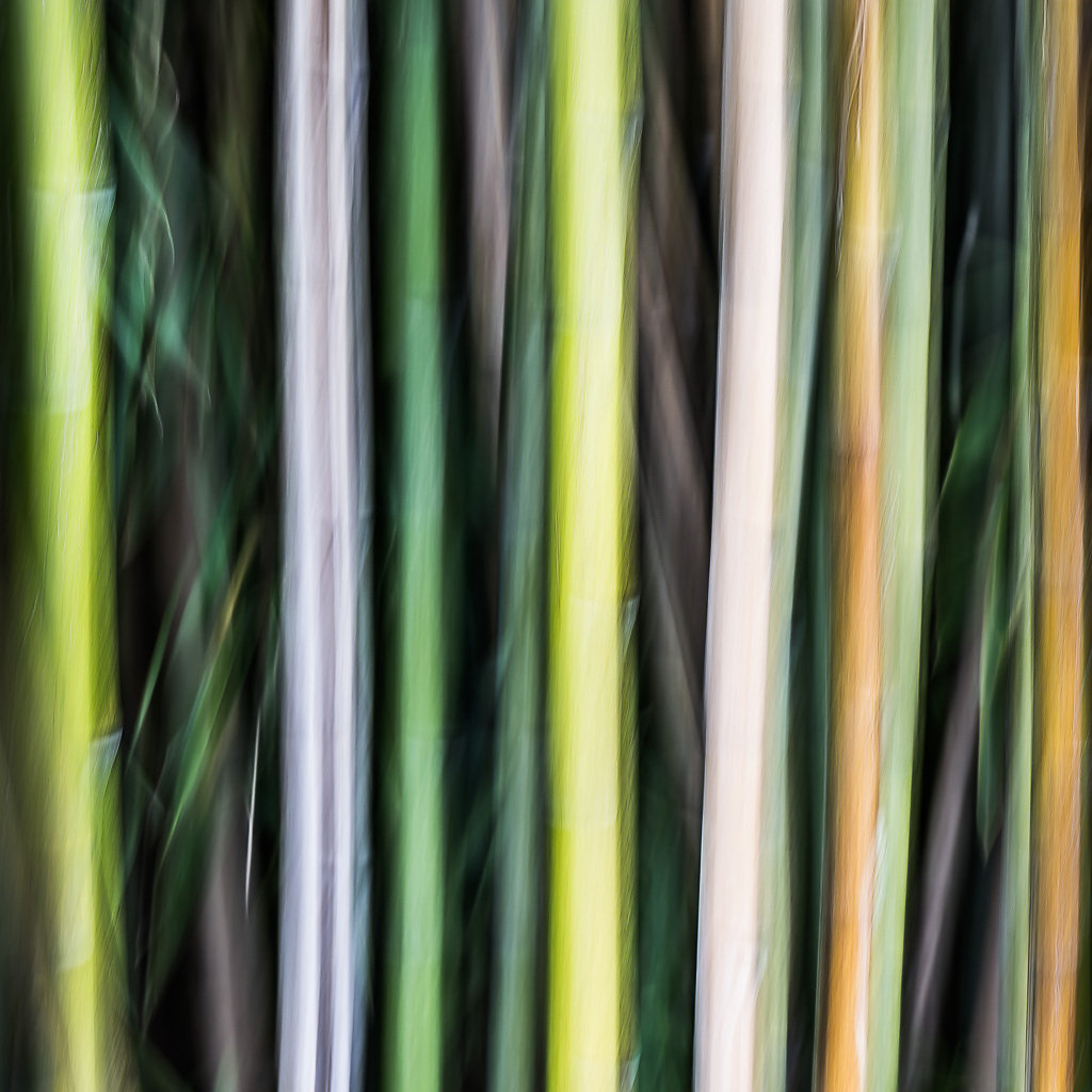 Bambus-I, 2015
